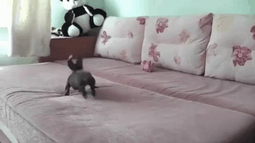 Tiny Dog Running On The Bed GIF
