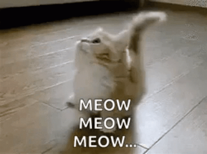 Tiny Fluffy Cat Meow Meow Meow GIF