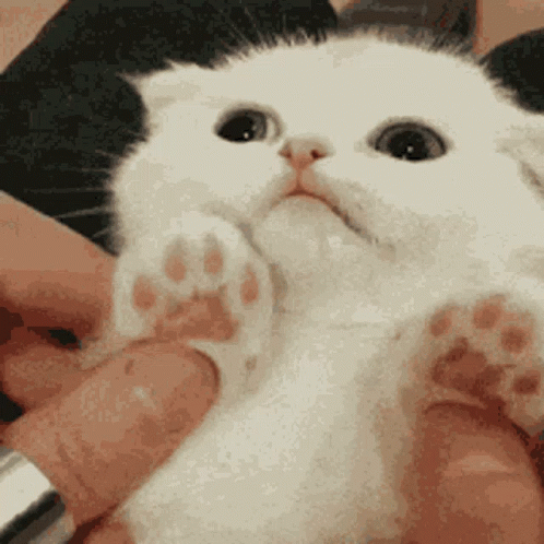 Tiny Hissing Cat GIF