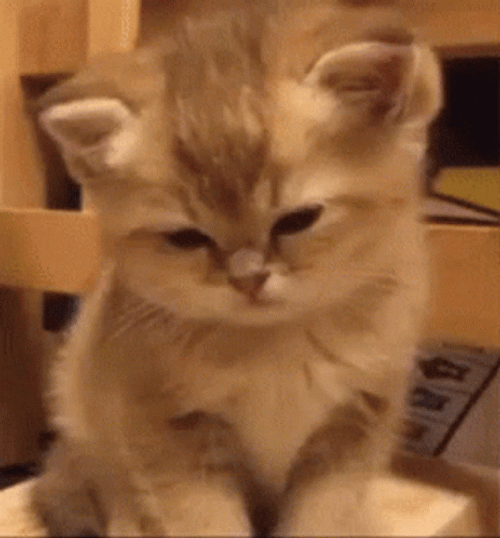 Tiny Kitten Is So Sleepy GIF