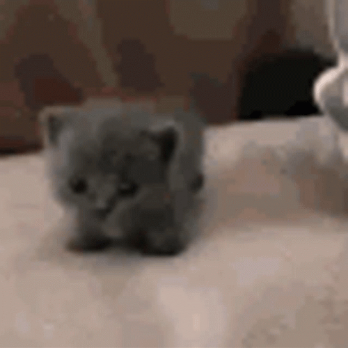 Tiny Kitten Walking On To Soft Bed GIF