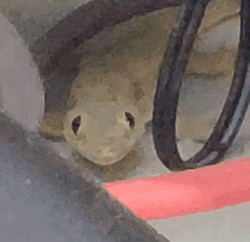 Tiny Lizard Intense Gaze GIF