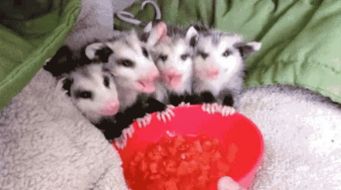 Tiny Possum Group GIF