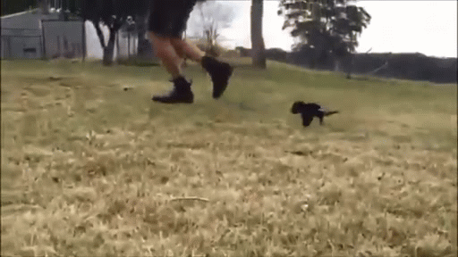 Tiny Tasmanian Devil Following Human GIF