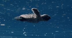 Tiny Turtle Underwater GIF