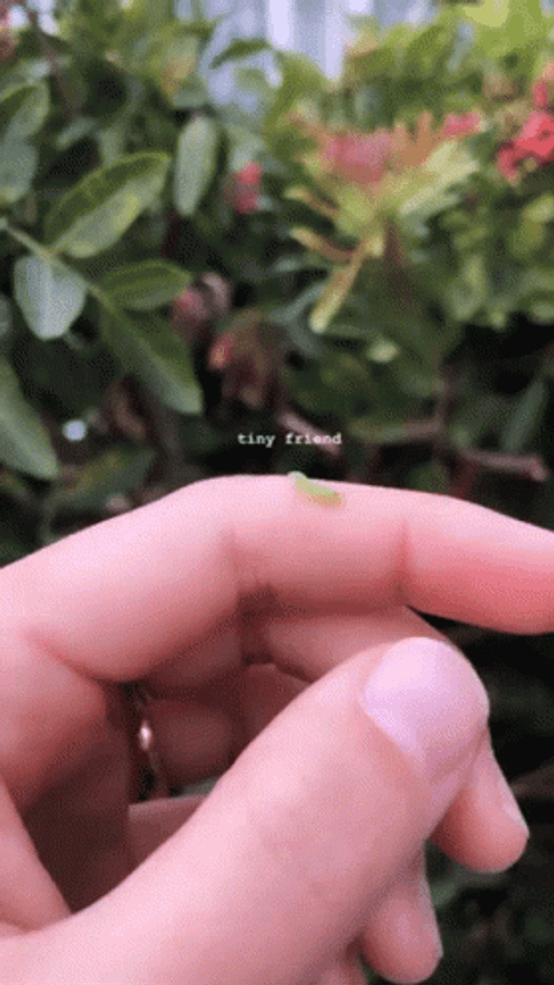 Tiny Worm Crawling On Fingers GIF