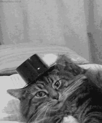 Tip Of The Hat Cat Laying Down GIF