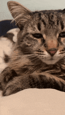 Tired Cat Gif GIF