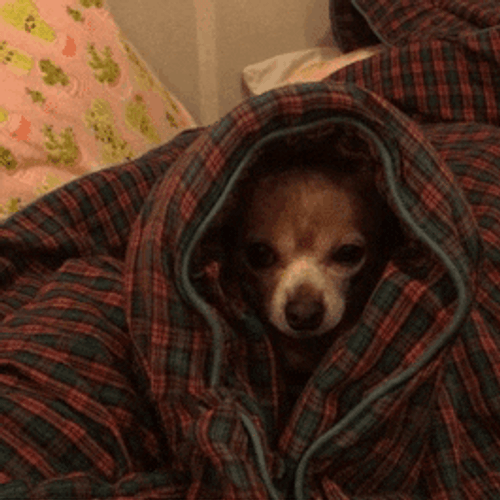 Tired Chihuahua In Blanket GIF