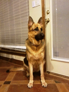 Tired German Shepherd GIF