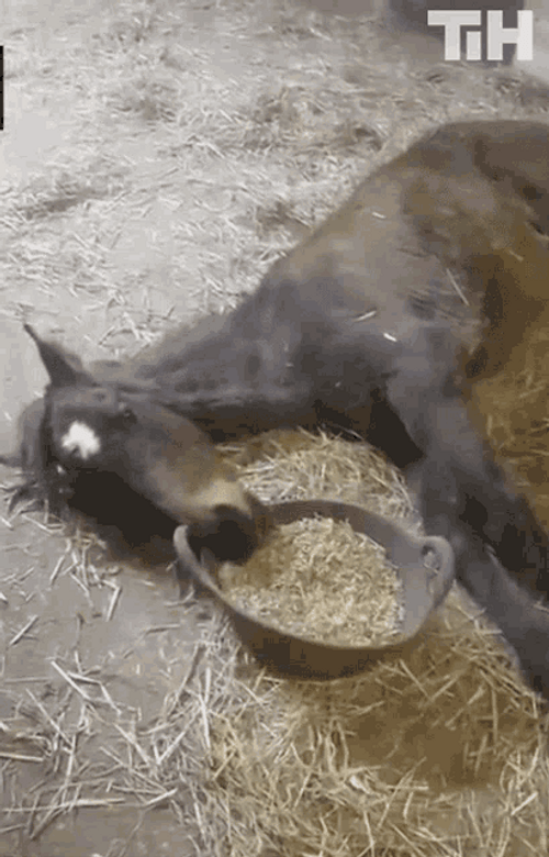 Tired Horse Eating GIF