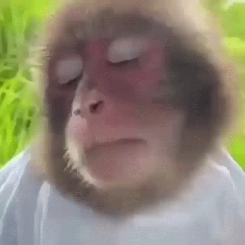 Tired Meme Sleepy Monkey GIF
