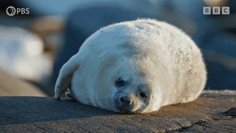 Tired Spinning Seal GIF