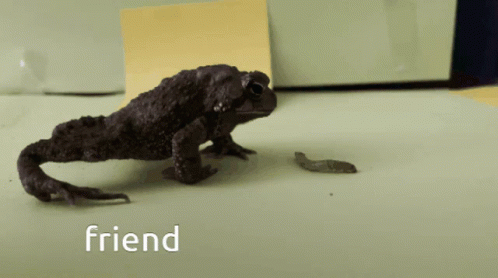 Toad Eating Caterpillar GIF