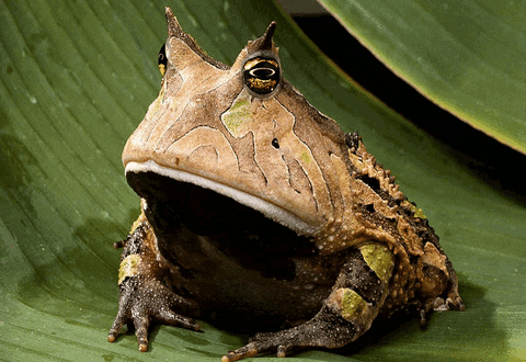 Toad On Leaves Hypno GIF