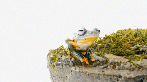 Toad This Is Ribbiting GIF