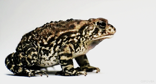 Toad Tongue Out Loop GIF