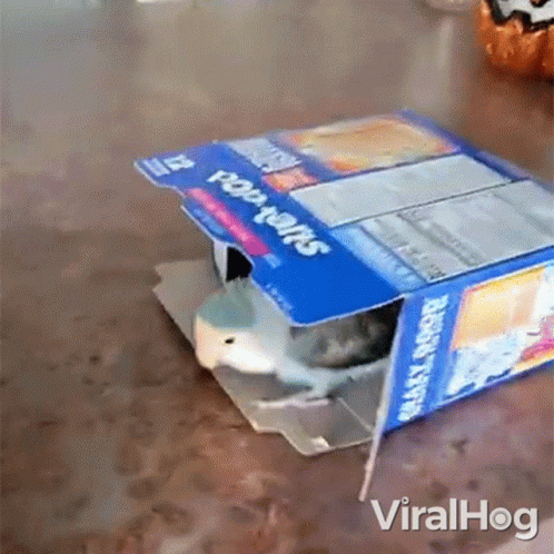 Toaster Pastries Box Saying Viralhog GIF