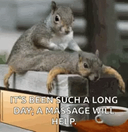 Today Drained Me Two Squirrels GIF