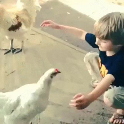 Toddler And A Chicken Funny Hug GIF