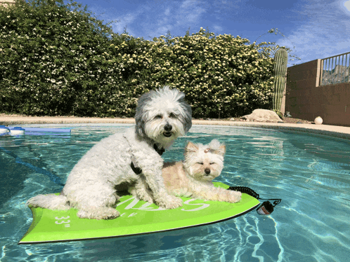 Together Forever Puppy Eyes Meme GIF