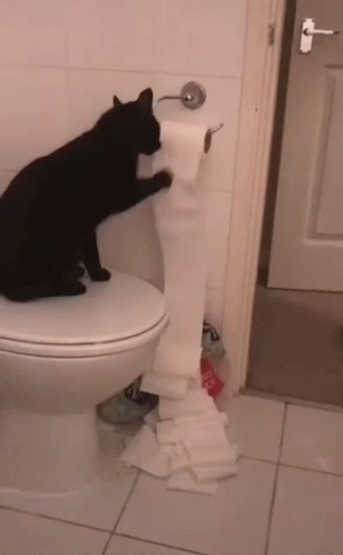 Mischievous Cat Rolling Toilet Paper GIF