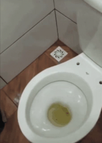 Shocking Frog Nesting On Toilet GIF