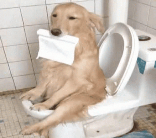 Cute Dog Sitting On A Toilet Seat GIF