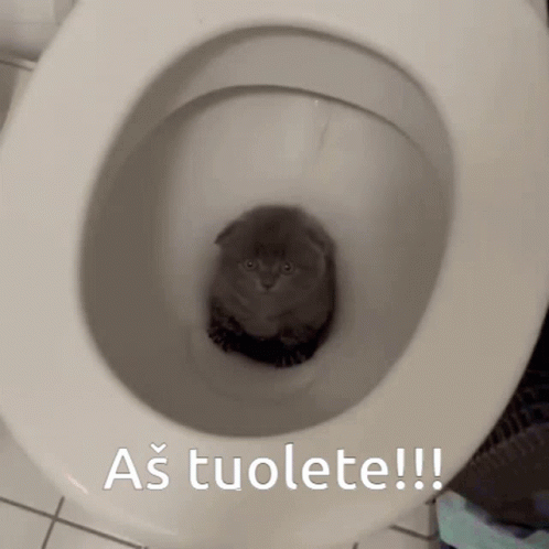 Anxious Kitty Stuck In The Toilet GIF