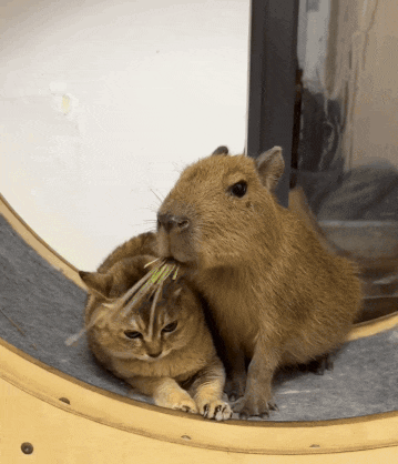 Tole Tole Vro Gif GIF