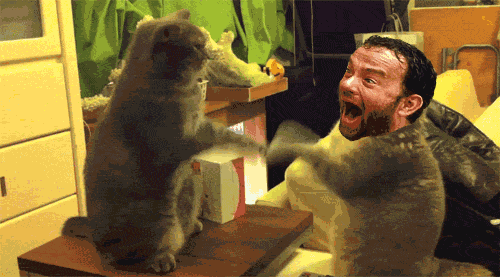 Tom Hanks Cat Head GIF
