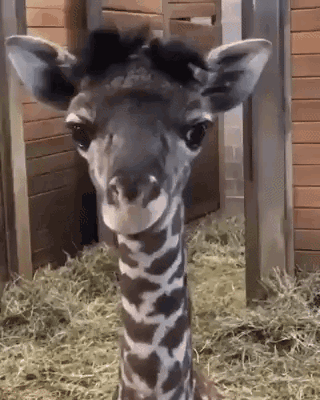 Tongue Baby Giraffe Funny Animal GIF