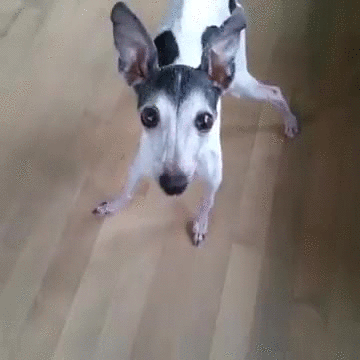 Tongue Out Awkward Dog GIF