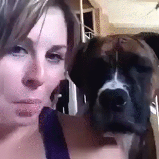 Tongue Out Copycat Dog GIF