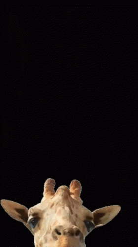 Tongue Out Teasing Playful Giraffe Peek GIF