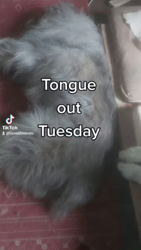 Tongue Out Tuesday Teasing Playful Dog GIF