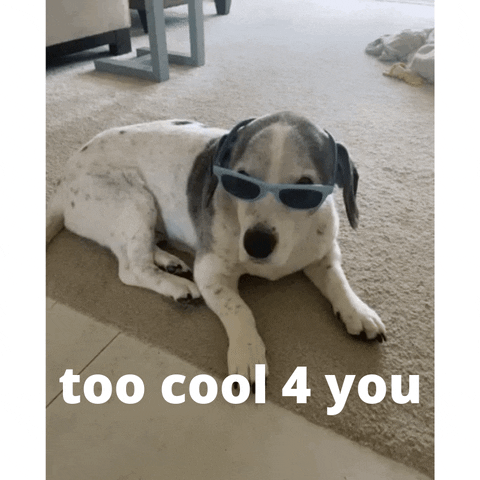 Too Cool Adorable Puppy Chilling GIF