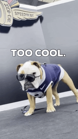 Too Cool Cute Bully Wearing Shades GIF