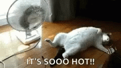 Too Hot For The Cat GIF