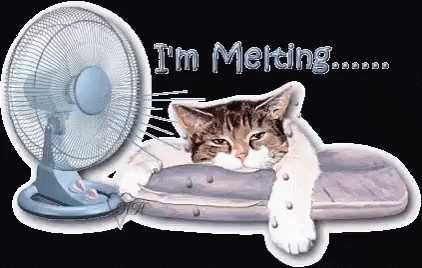Too Hot Melting Cat GIF