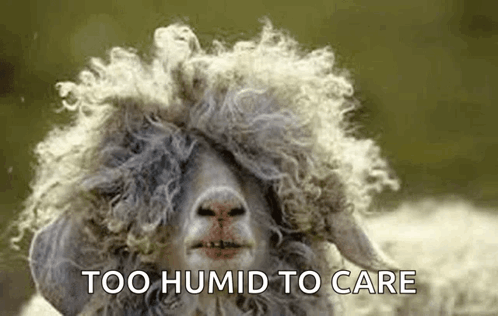 Too Humid To Care Hairy Sheep GIF