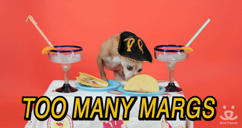 Too Many Margaritas Drunk Chihuahua GIF
