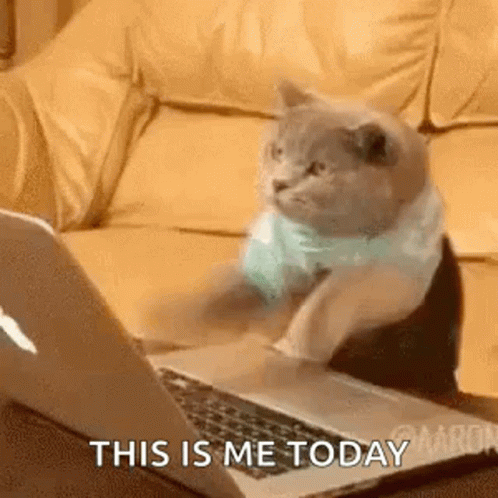 Too Much Work Busy Cat Me Today Meme GIF