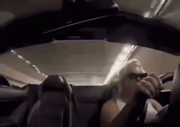Toonces The Driving Cat GIF