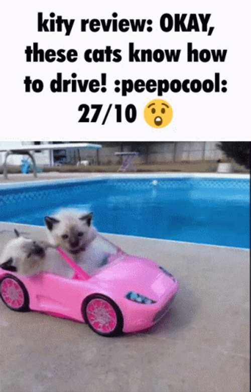 Toonces The Driving Cat 319 X 498 Gif GIF