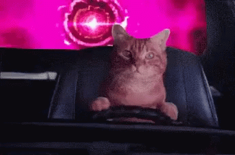 Toonces The Driving Cat 346 X 228 Gif GIF