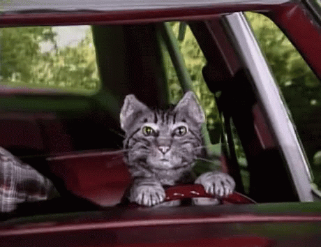 Toonces The Driving Cat 460 X 354 Gif GIF
