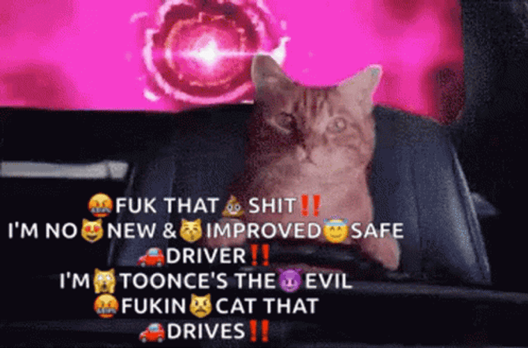 Toonces The Driving Cat 498 X 328 Gif GIF