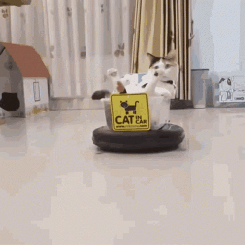 Toonces The Driving Cat 498 X 498 Gif GIF