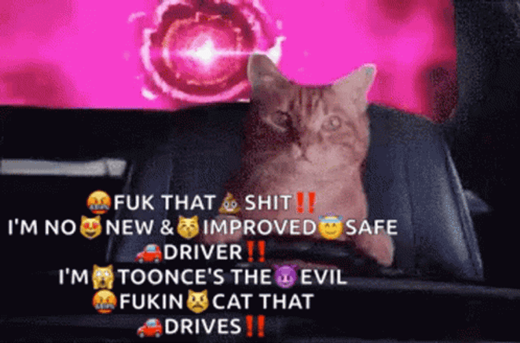 Toonces The Driving Cat GIF